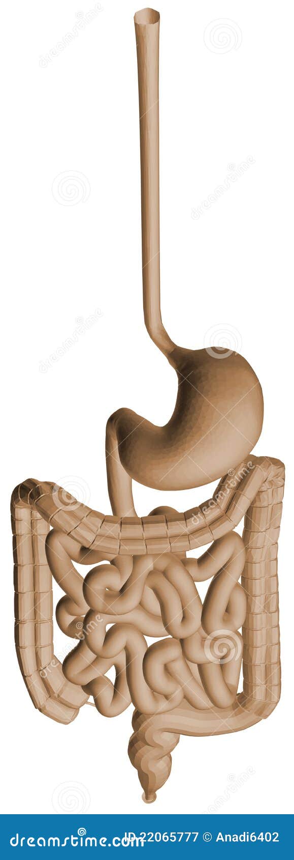 Digestive System stock illustration. Illustration of sphincter - 22065777
