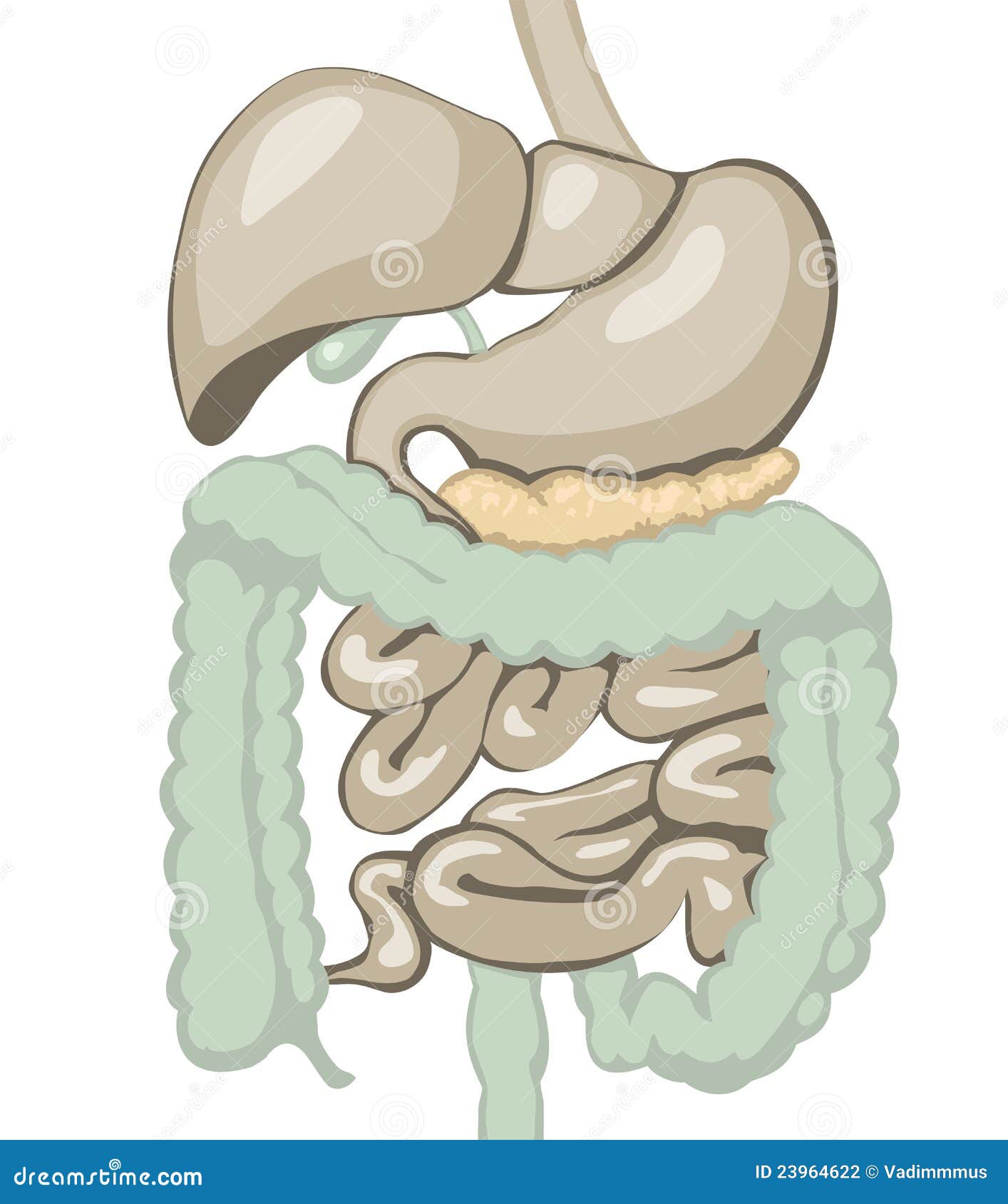 Digestive System Stock Photography - Image: 23964622