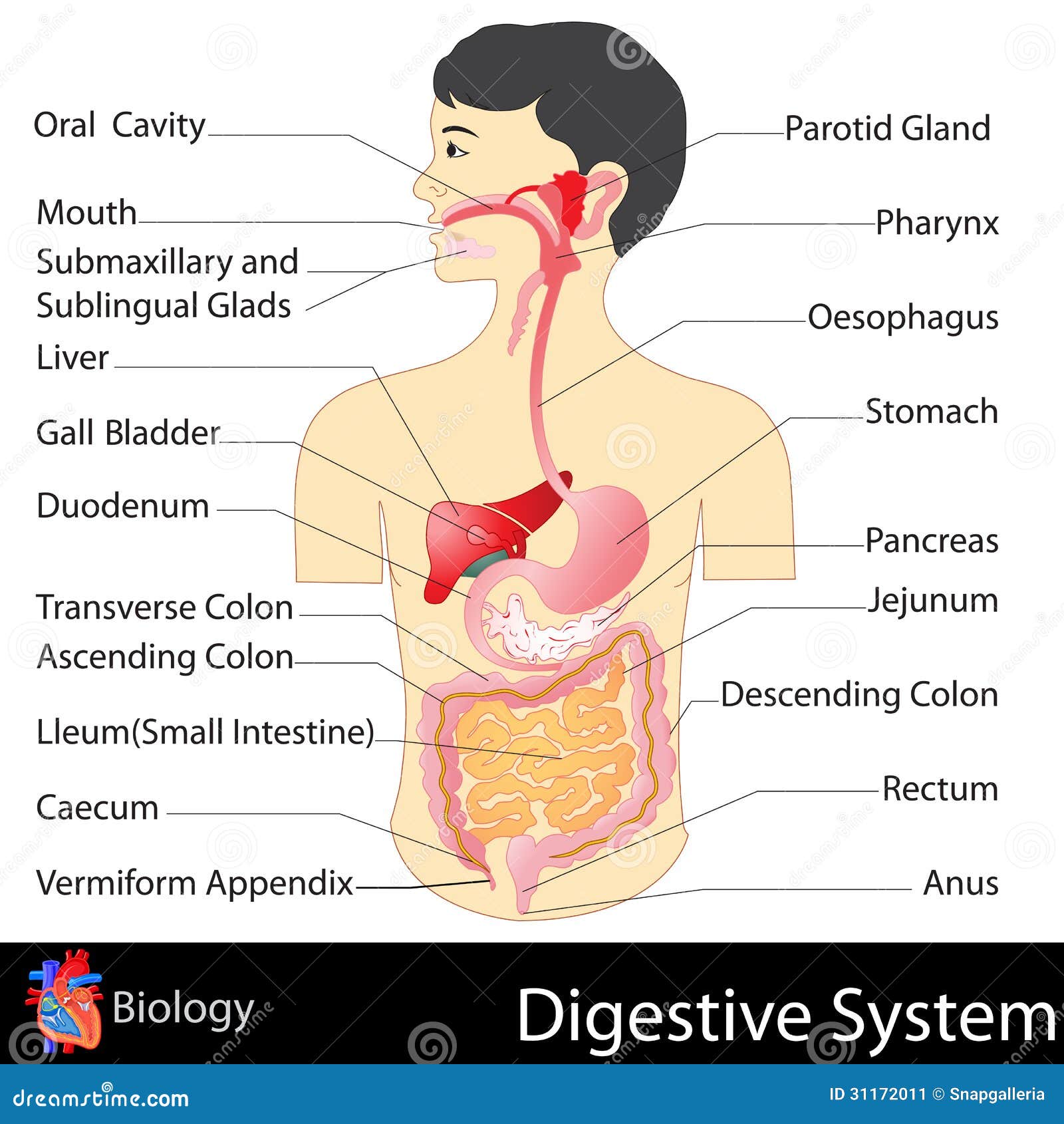 Digestive system drawing / How to draw digestive system diagram step by  step - YouTube