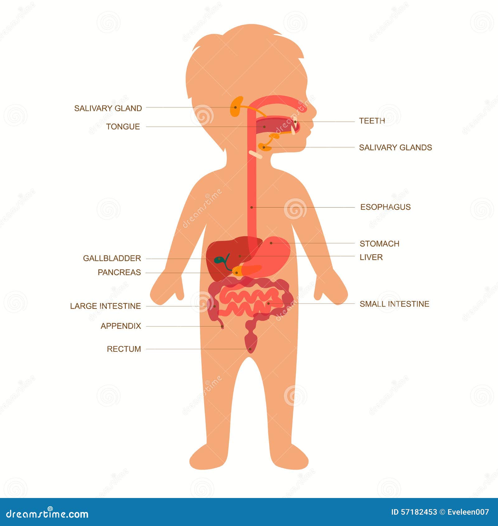 Stomach Cancer in Children - NCI