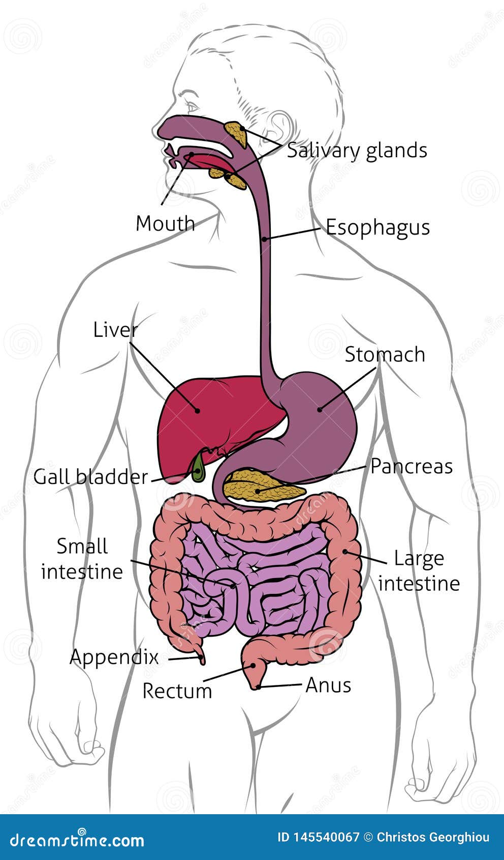 a Draw a labelled diagram of the human digestive system With the help of  this diagram describe the process of digestion of Food in man humans b  Describe one way in which