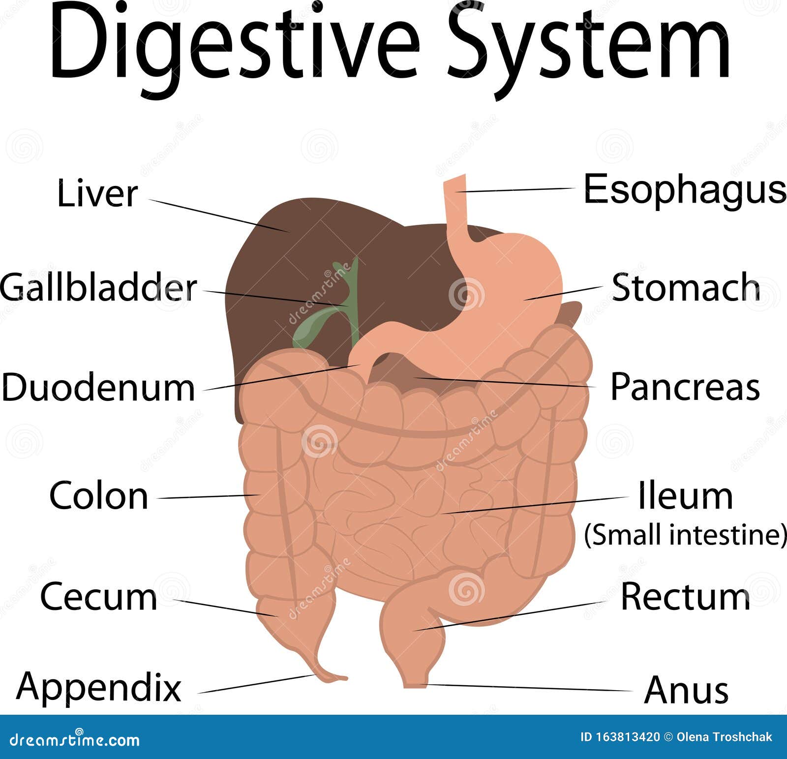 Digestive system stock vector. Illustration of closeup 163813420