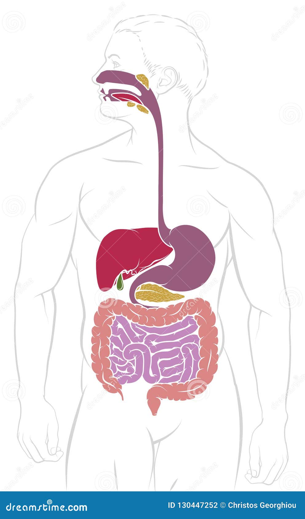 Physiology Digestive System