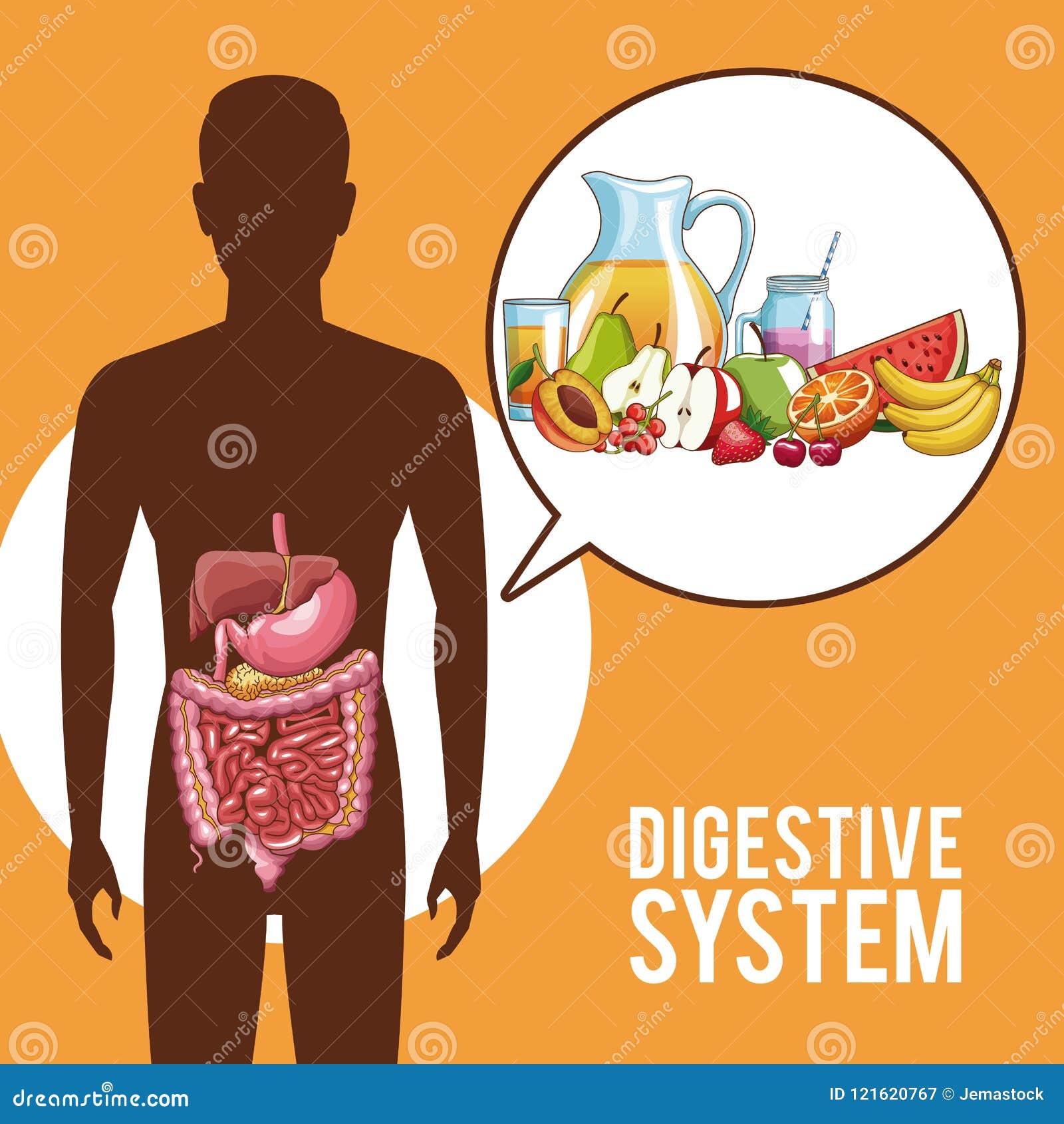 Digestive system poster stock vector. Illustration of biology - 121620767