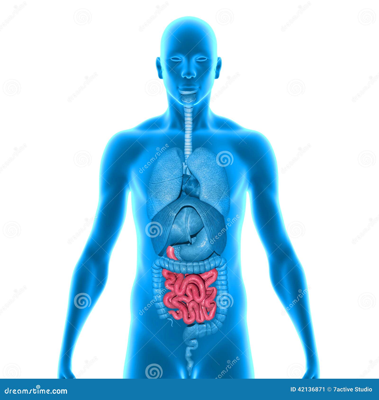 Digestive system stock illustration. Illustration of digestive - 42136871