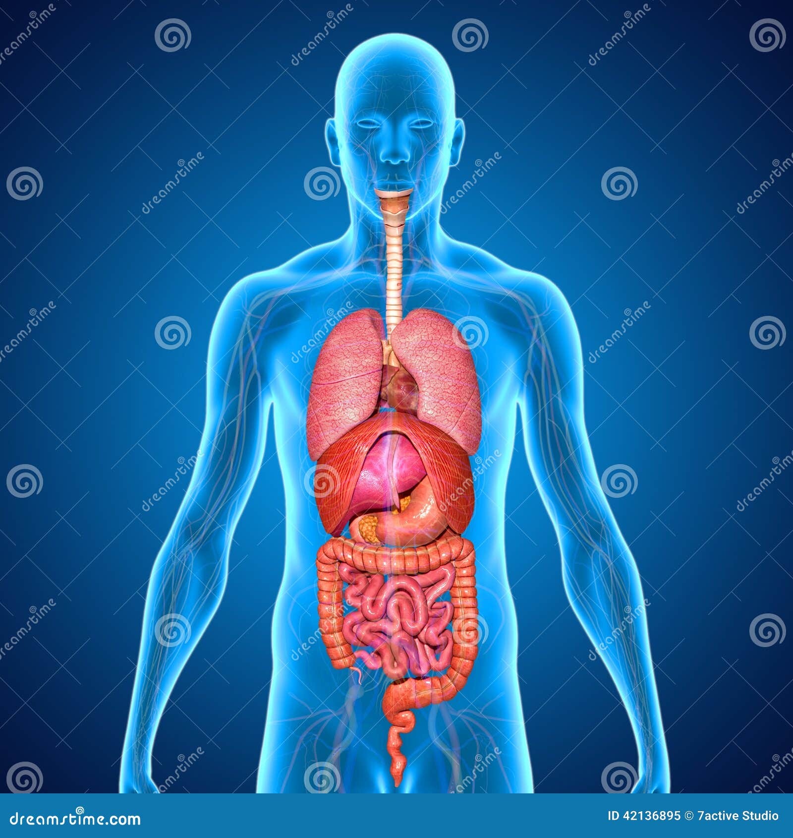 digestive system