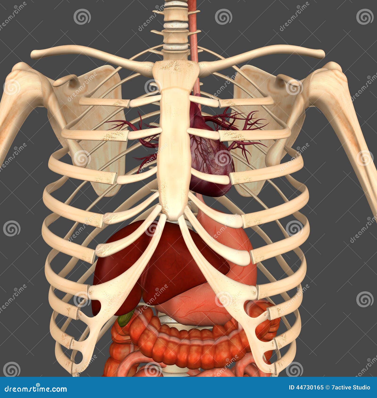 Digestive system stock illustration. Illustration of isolated - 44730165
