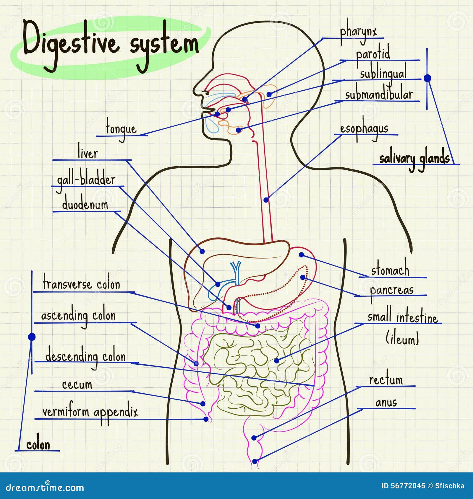 Digestive system of man stock vector. Illustration of blood - 56772045