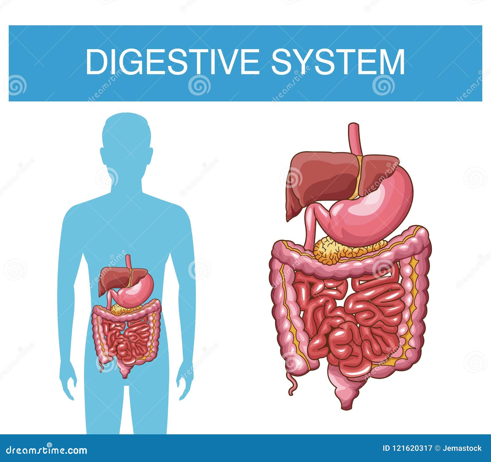Digestive system poster stock vector. Illustration of isolated - 121620317
