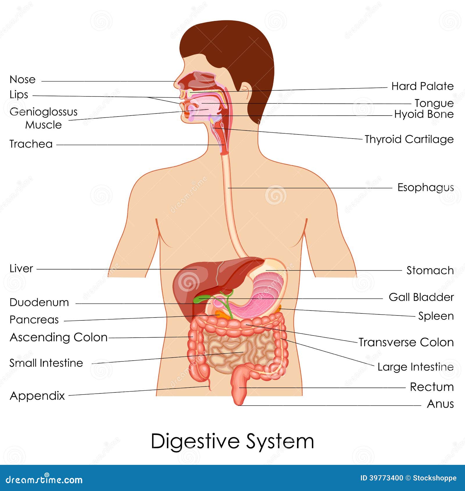 digestive system