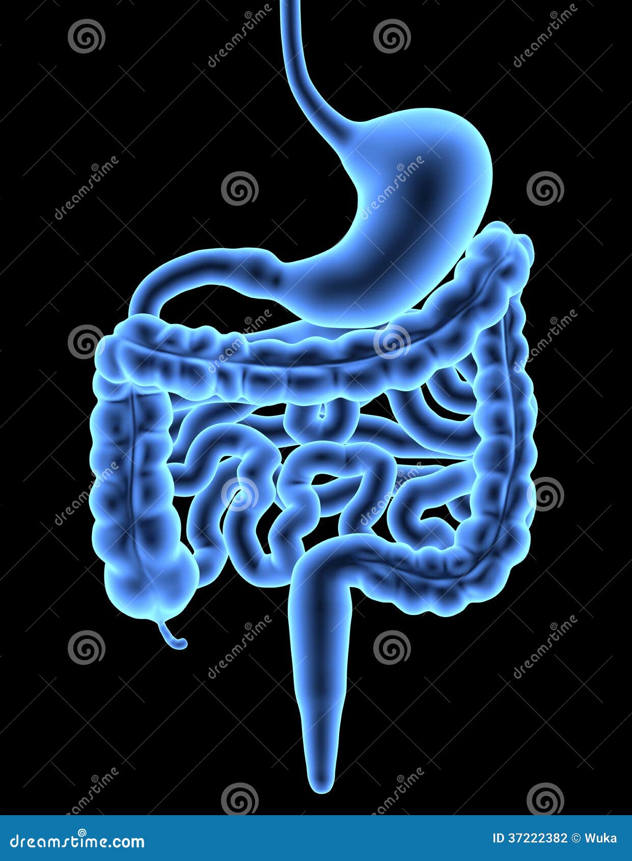 digestive system / x-ray effect