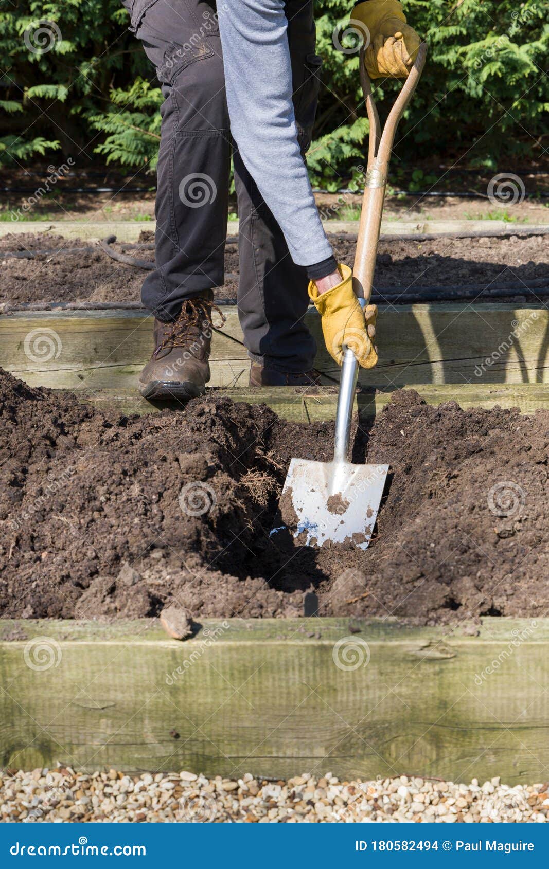 Digging in Compost for Growing Vegetables, UK Stock Photo Image of