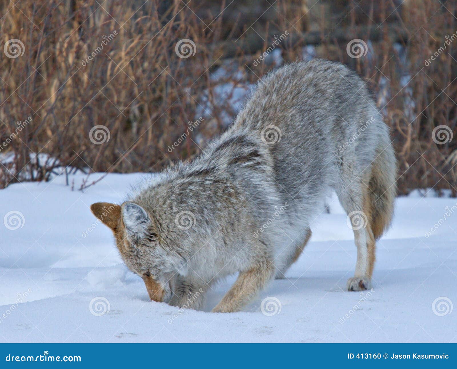 Digging Coyote stock photo. Image of food, coyote, mammal 413160