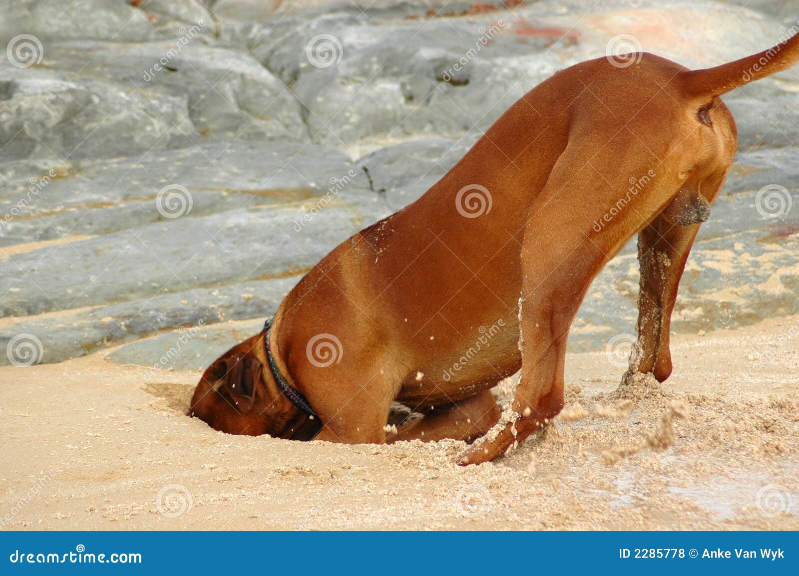 free clipart dog digging - photo #46