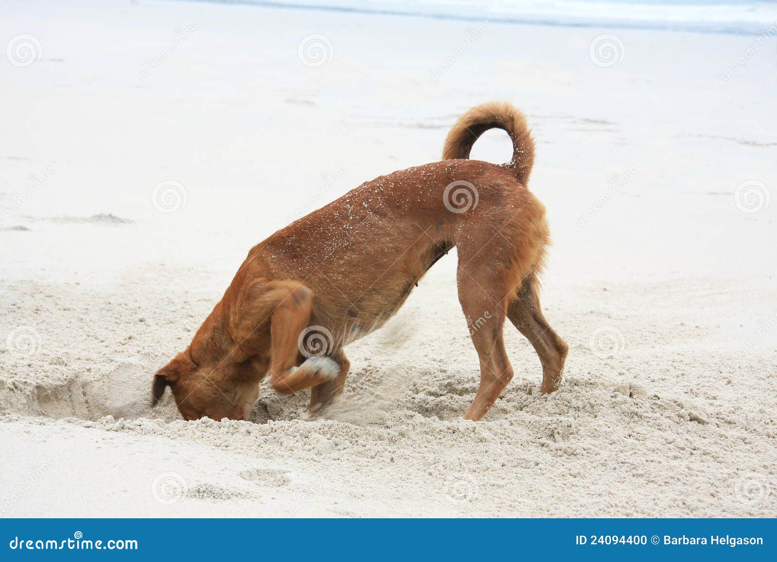 dog digging clipart - photo #34