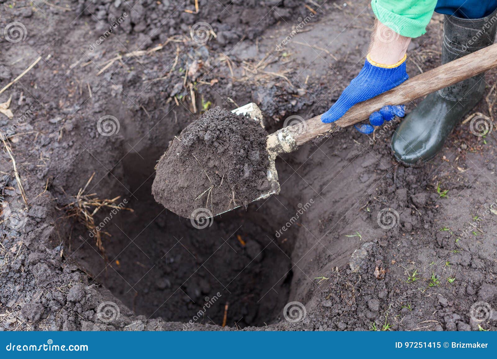 digging the hole for planting bush in garden