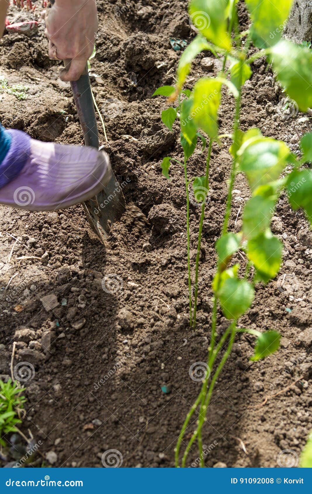 Digging Holes with a Shovel Stock Photo Image of humus, human 91092008