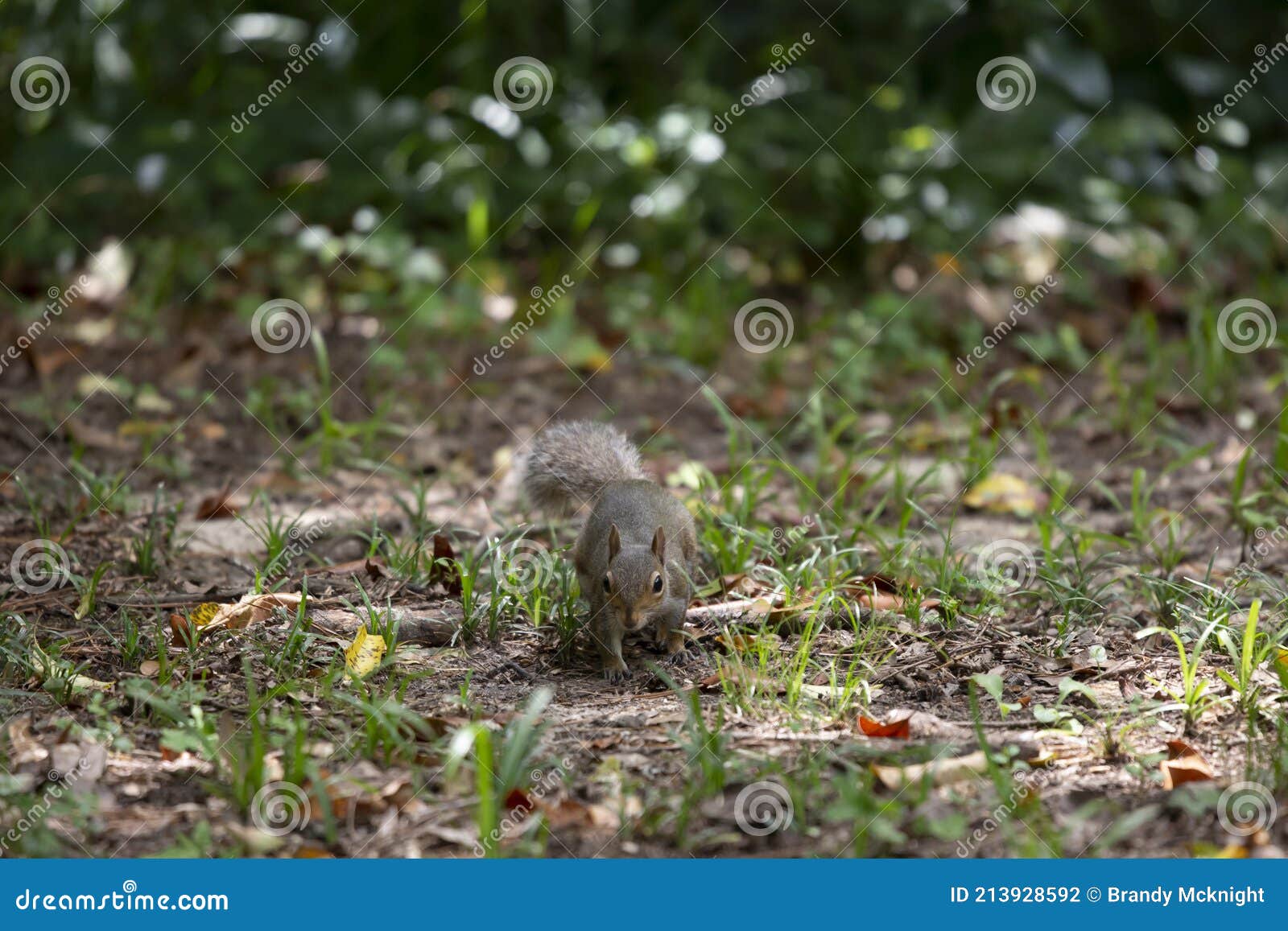 1 817 Dig Treasure Photos Free Royalty Free Stock Photos From Dreamstime 1 817 Dig Treasure Photos Free Royalty Free Stock Photos From Dreamstime