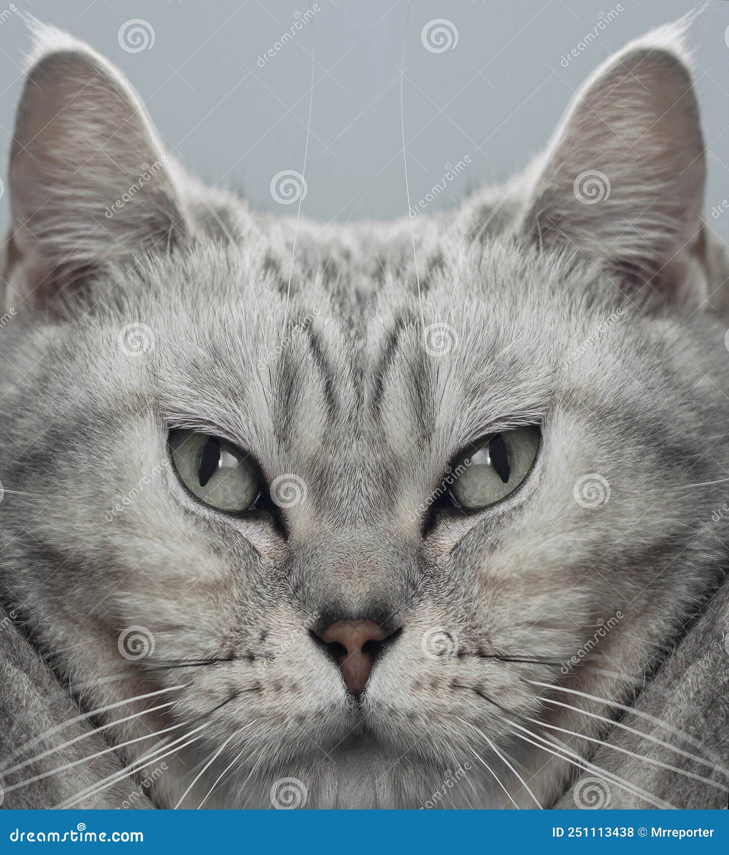 digital altered portrait of british cat