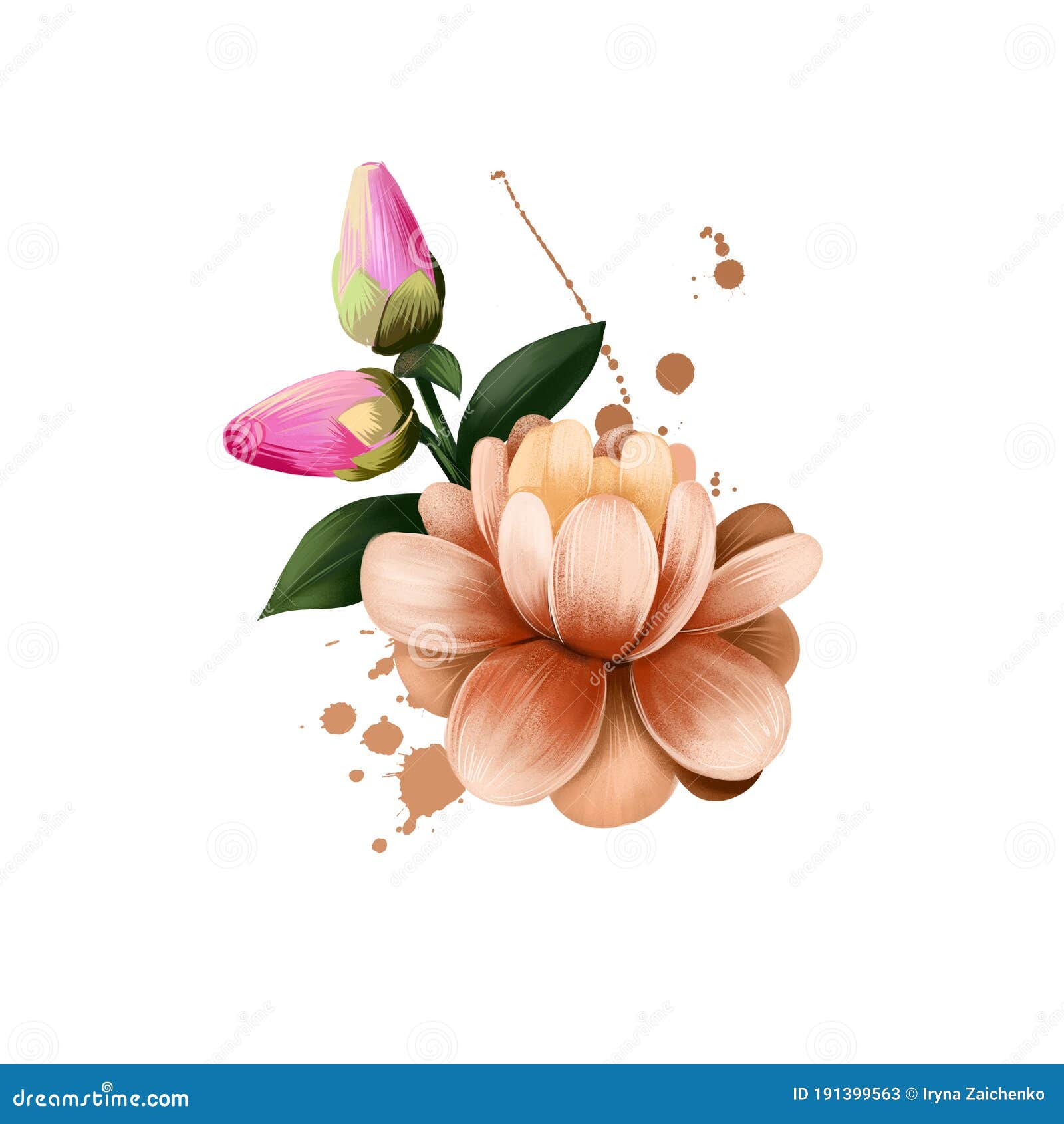 Digital Art Illustration of Camellia Japonica Isolated on White. Hand