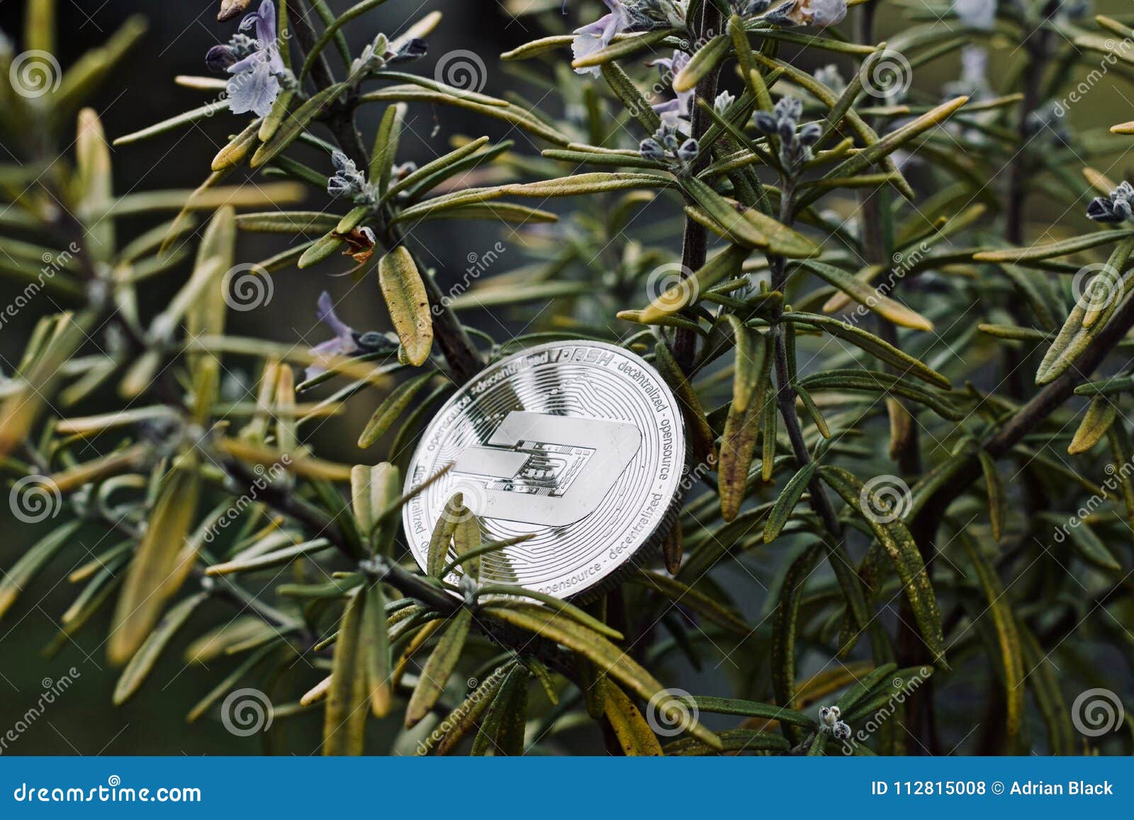 Silver Dashcoin rosemary stock photo. Image of fortune - 112815008