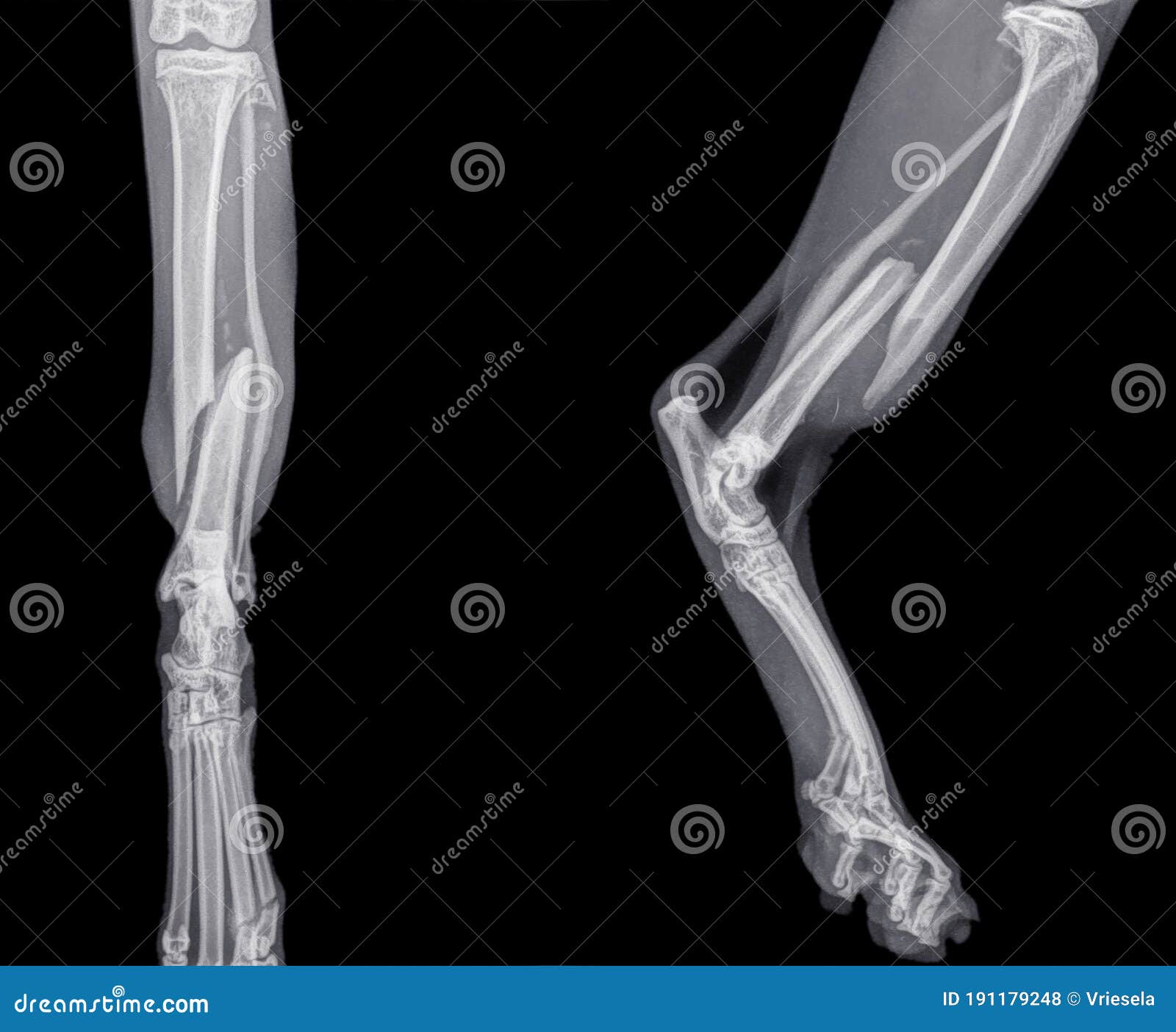 cat tibia and fibula