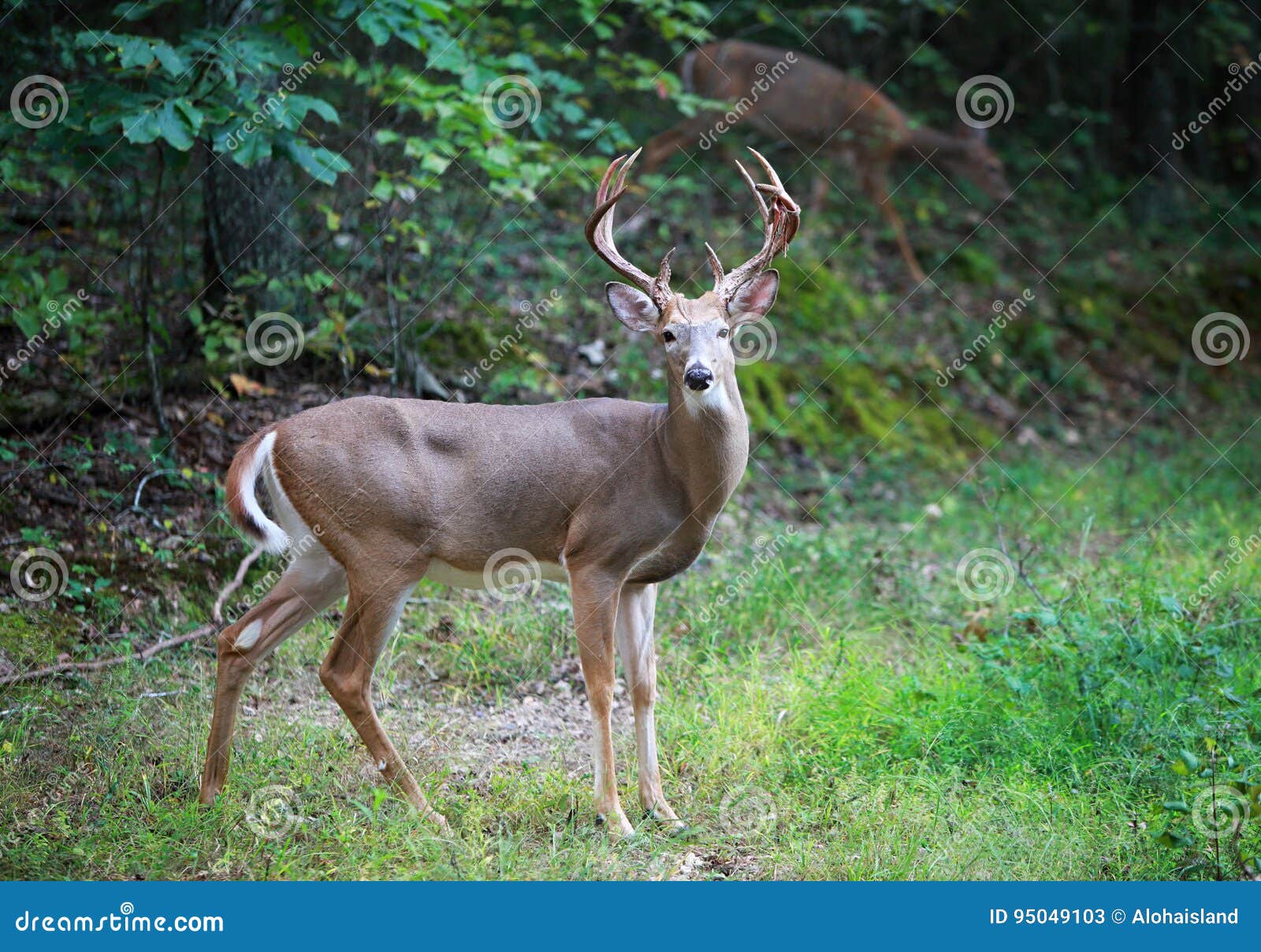 Trophy Whitetail Deer Buck In Rocky Mountain Meadow RoyaltyFree Stock Image