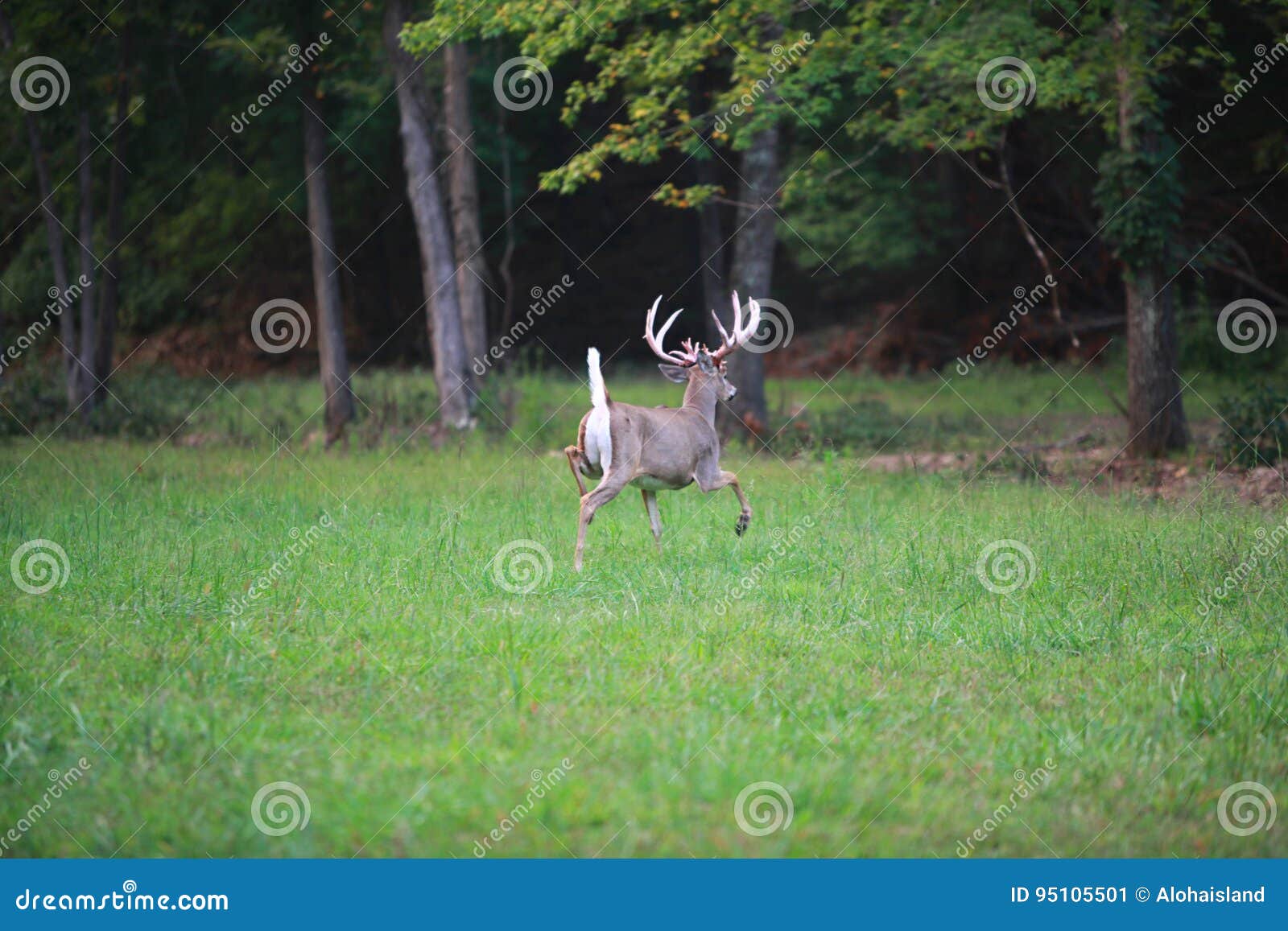 digital photography background of trophy whitetail deer