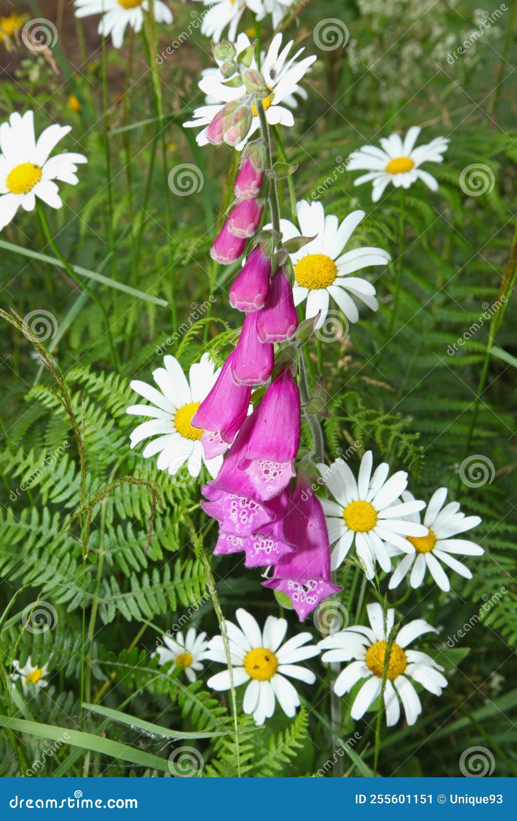 digitale `digitalis purpurea`, is a plant of shady undergrowth