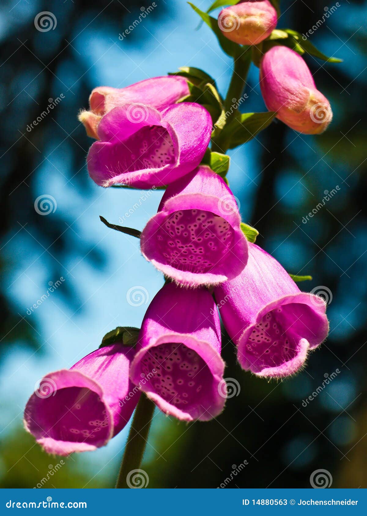 Digitalis stock image. Image of medical, glycoside, pharmaceutical 14880563
