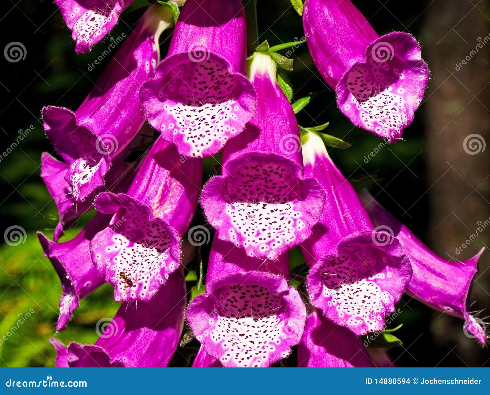 Digitalis Drug