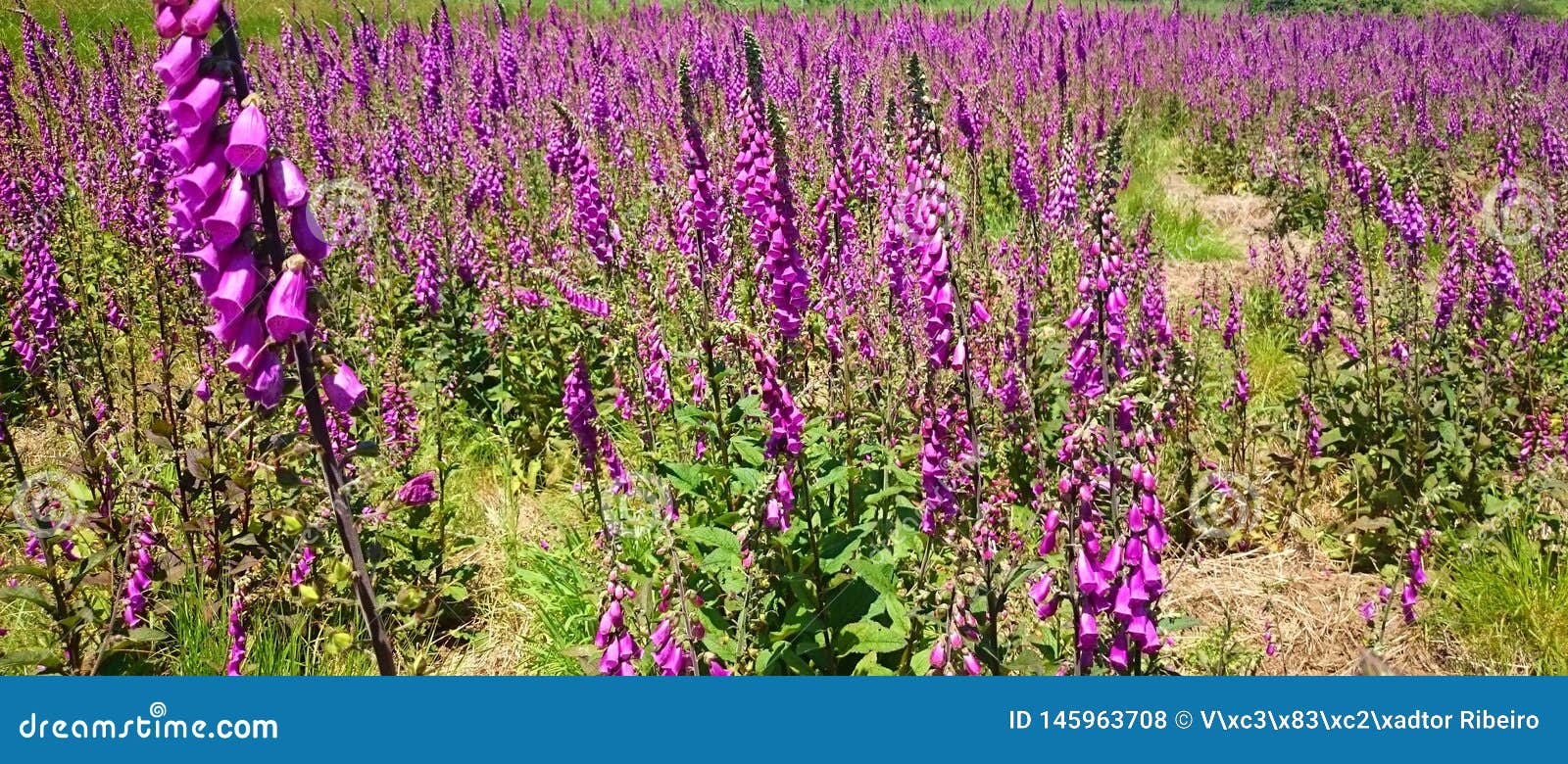 Digitalis field stock photo. Image of history, heart 145963708
