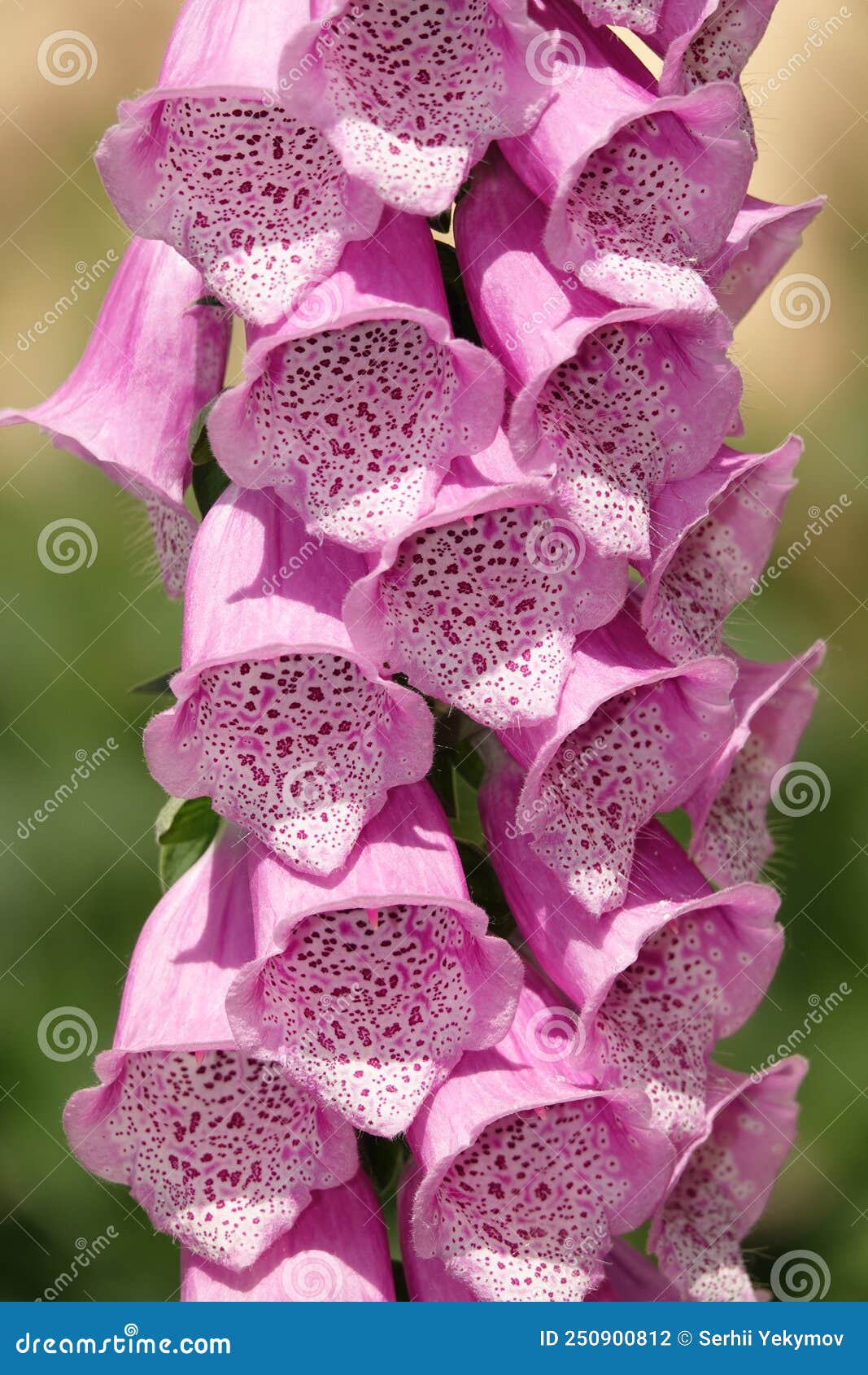 Digitalis flowers stock photo. Image of field, park 250900812