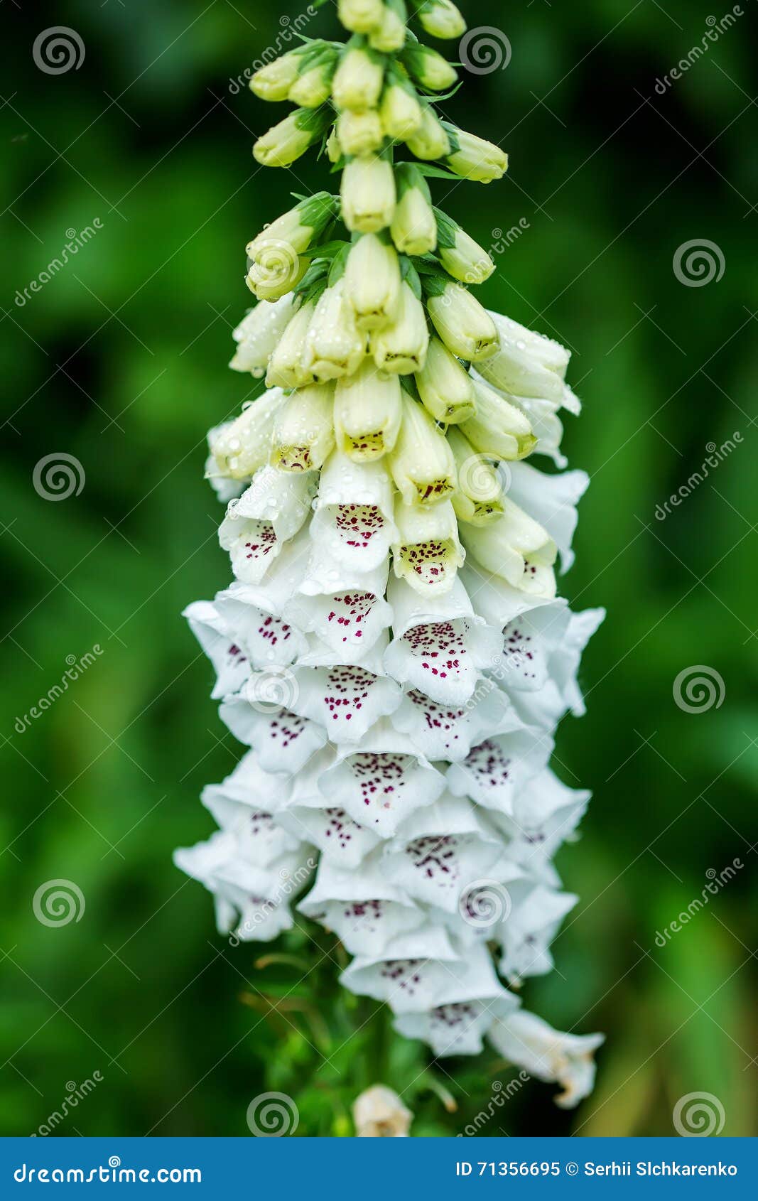 Digitalis White Flowers Digital Foxglove Stock Image Image of botany