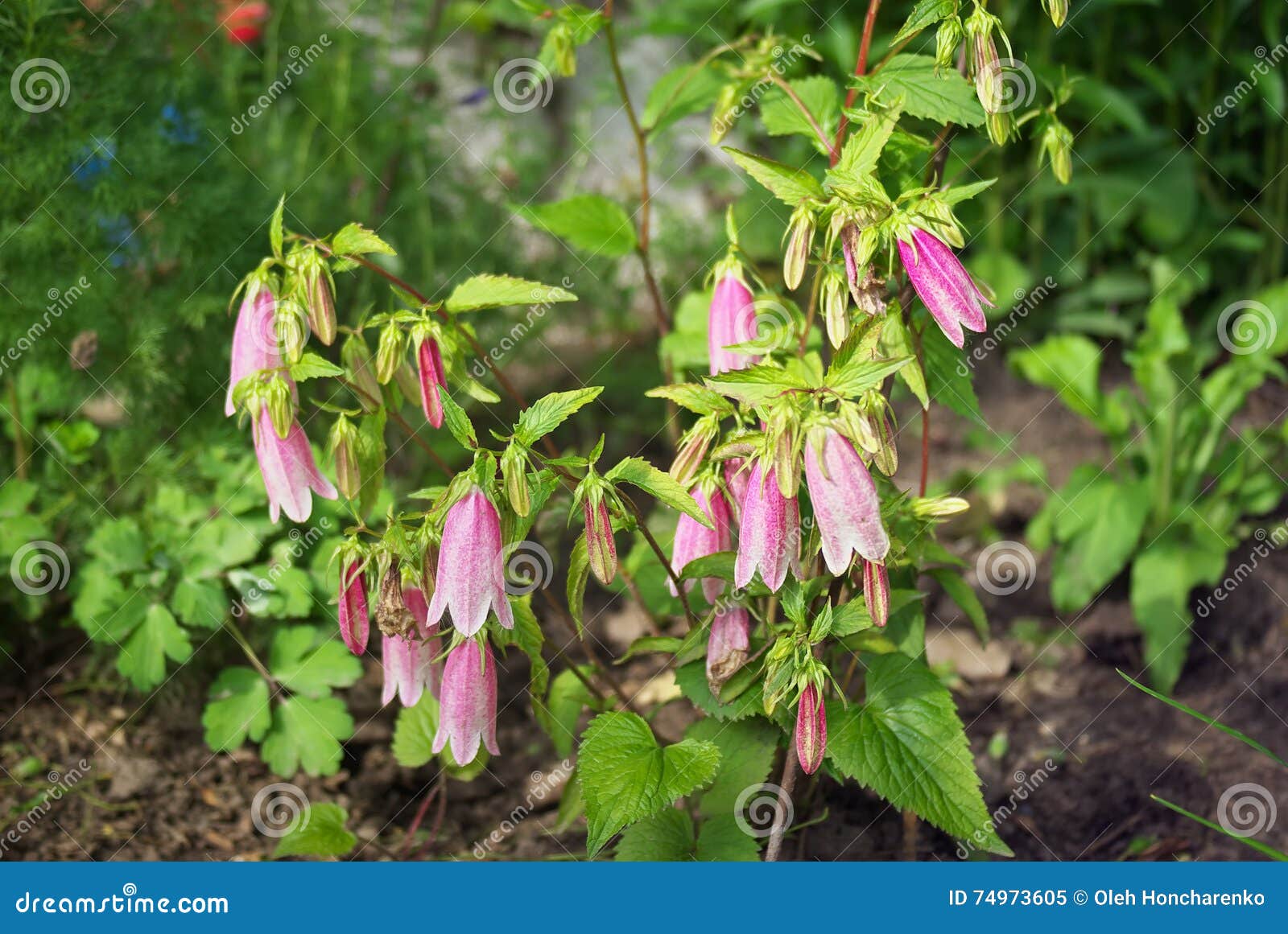 Digitalisblommablom. Blomma för digitalisblomma Blommor i trädgården