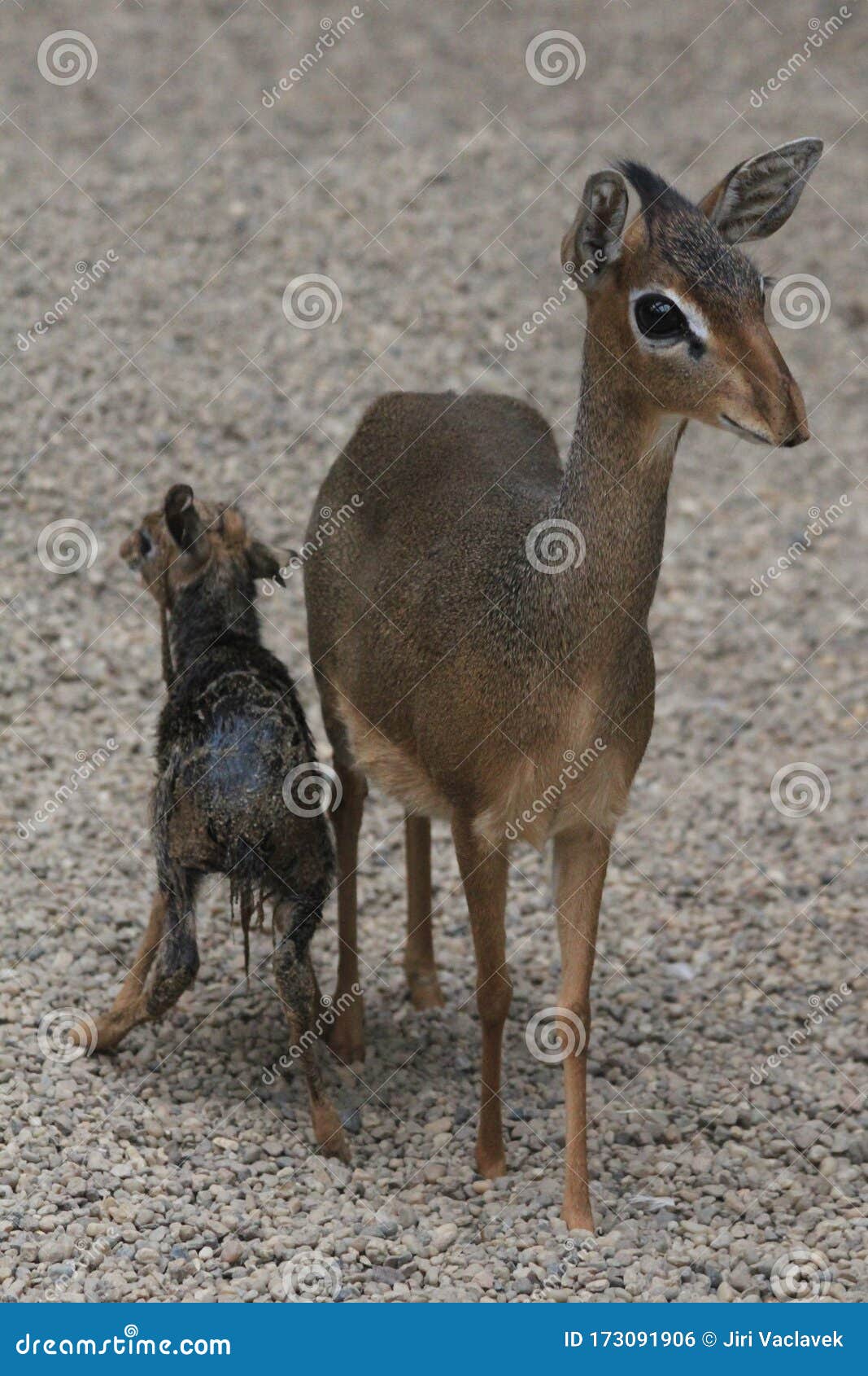 dikdik mother and newborn child