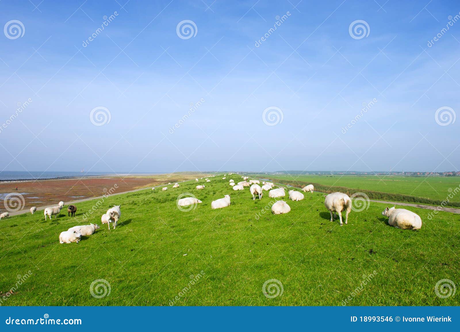 with sheep at dutch ameland