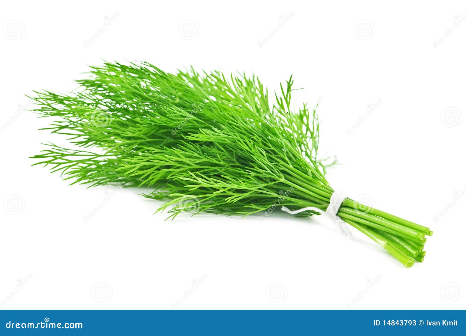 Dill stock image. Image of background, dill, vegetable 14843793