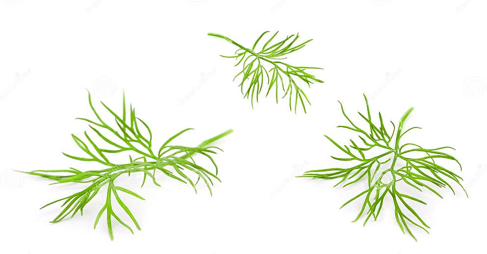 Dill stock photo. Image of dill, italian, fennel, cuisine 20789458