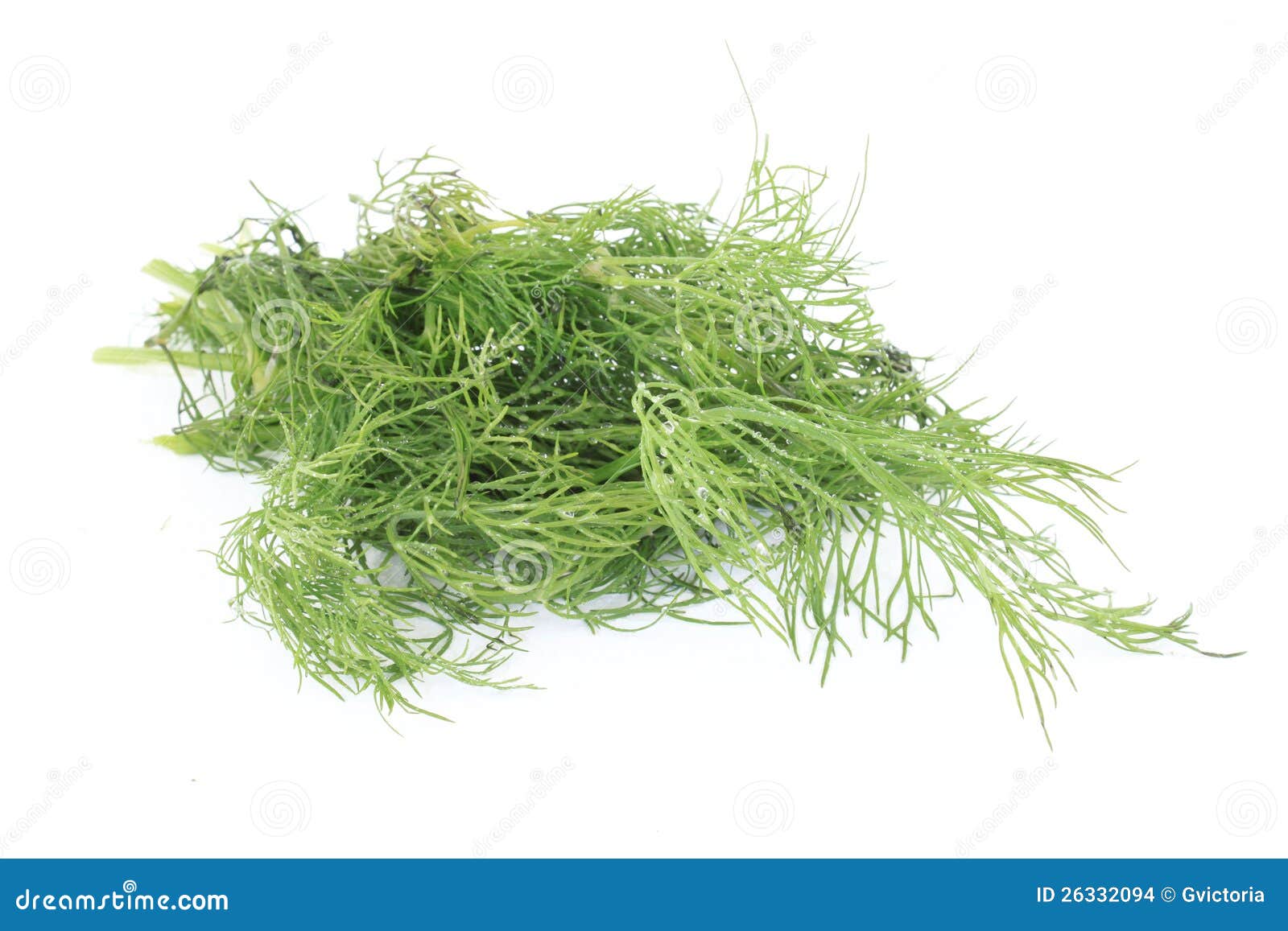 Dill stock photo. Image of white, cooking, edible, background 26332094