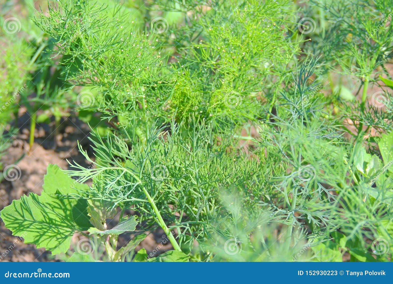 Dill bed in the garden stock image. Image of grass, green 152930223