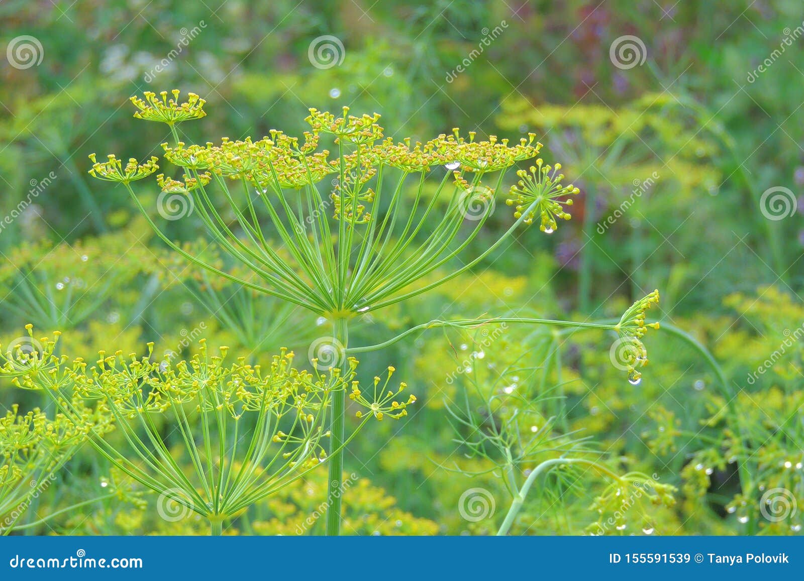 Dill bed in the garden stock image. Image of herbal 155591539