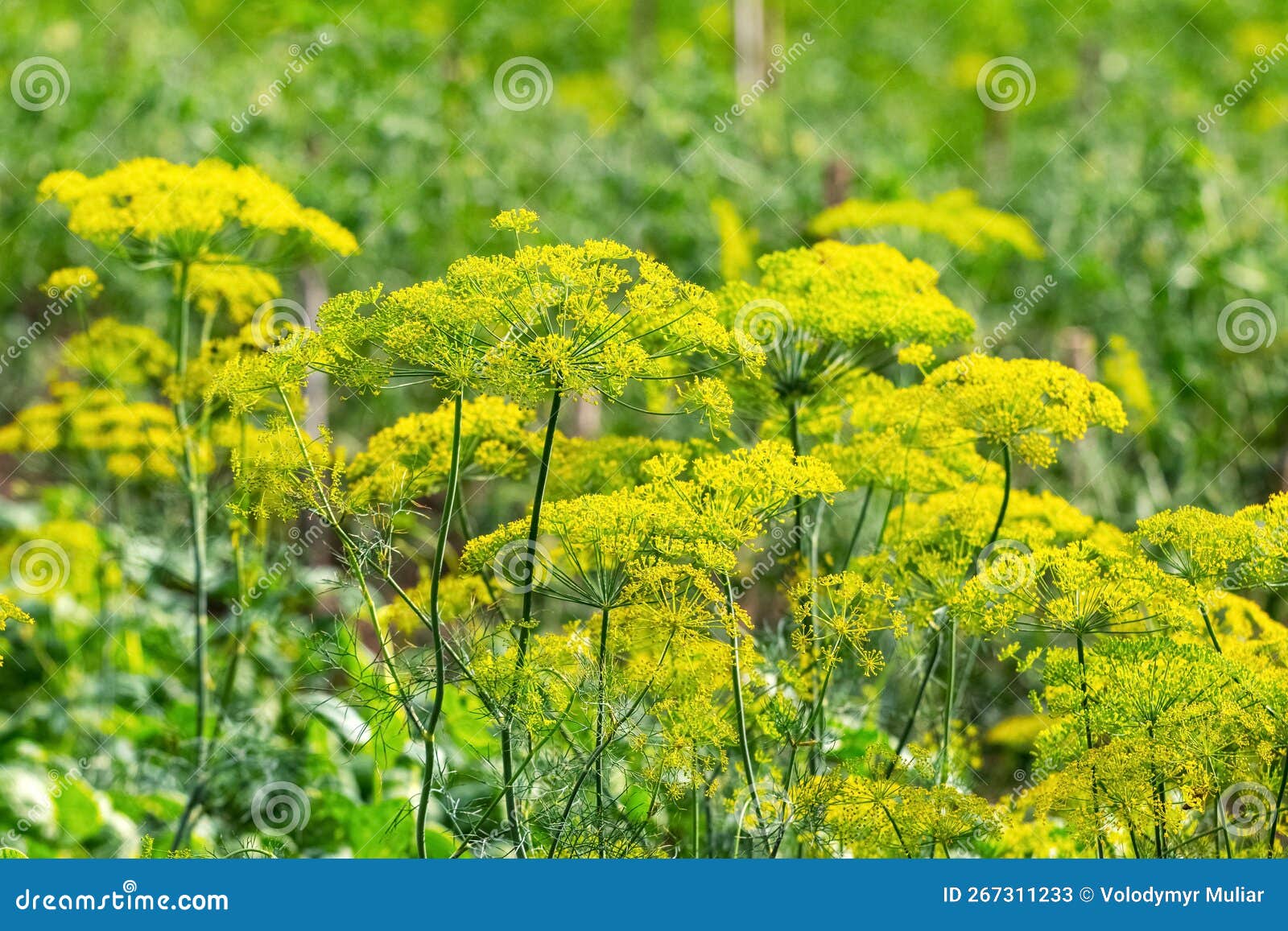 Dill on the Beds. Dill Inflorescence in the Field, Growing Dill Stock