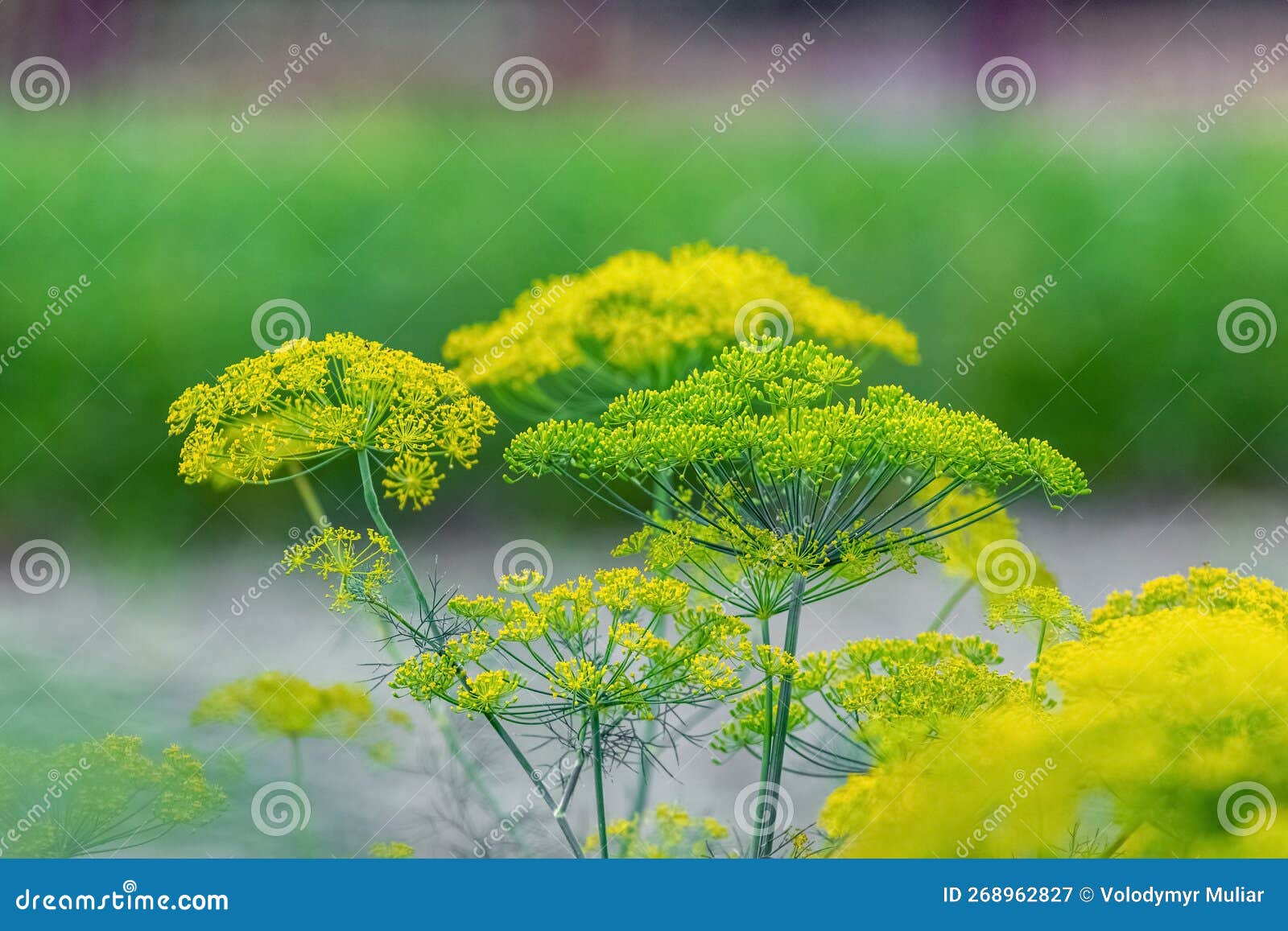 Dill on the Beds. Dill Inflorescence in the Field, Growing Dill Stock