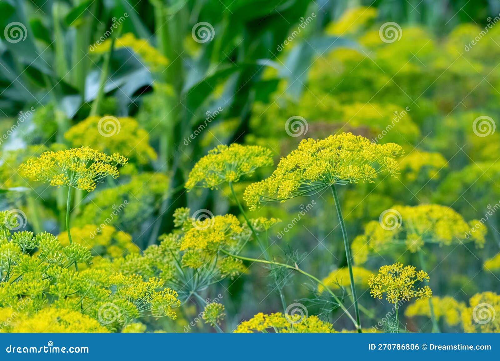 Dill on the Beds. Dill Inflorescence in the Field, Growing Dill Stock