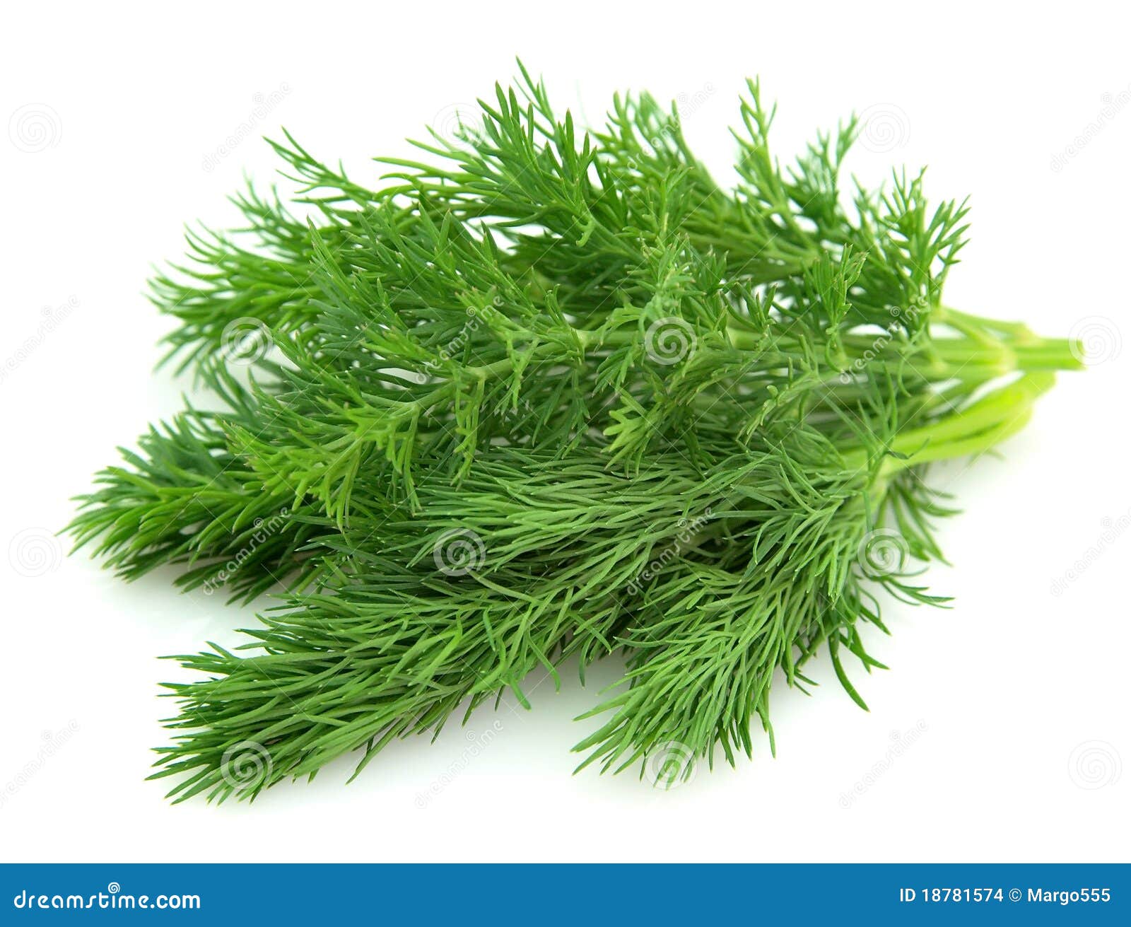 Dill closeup stock photo. Image of single, vegetarian 18781574