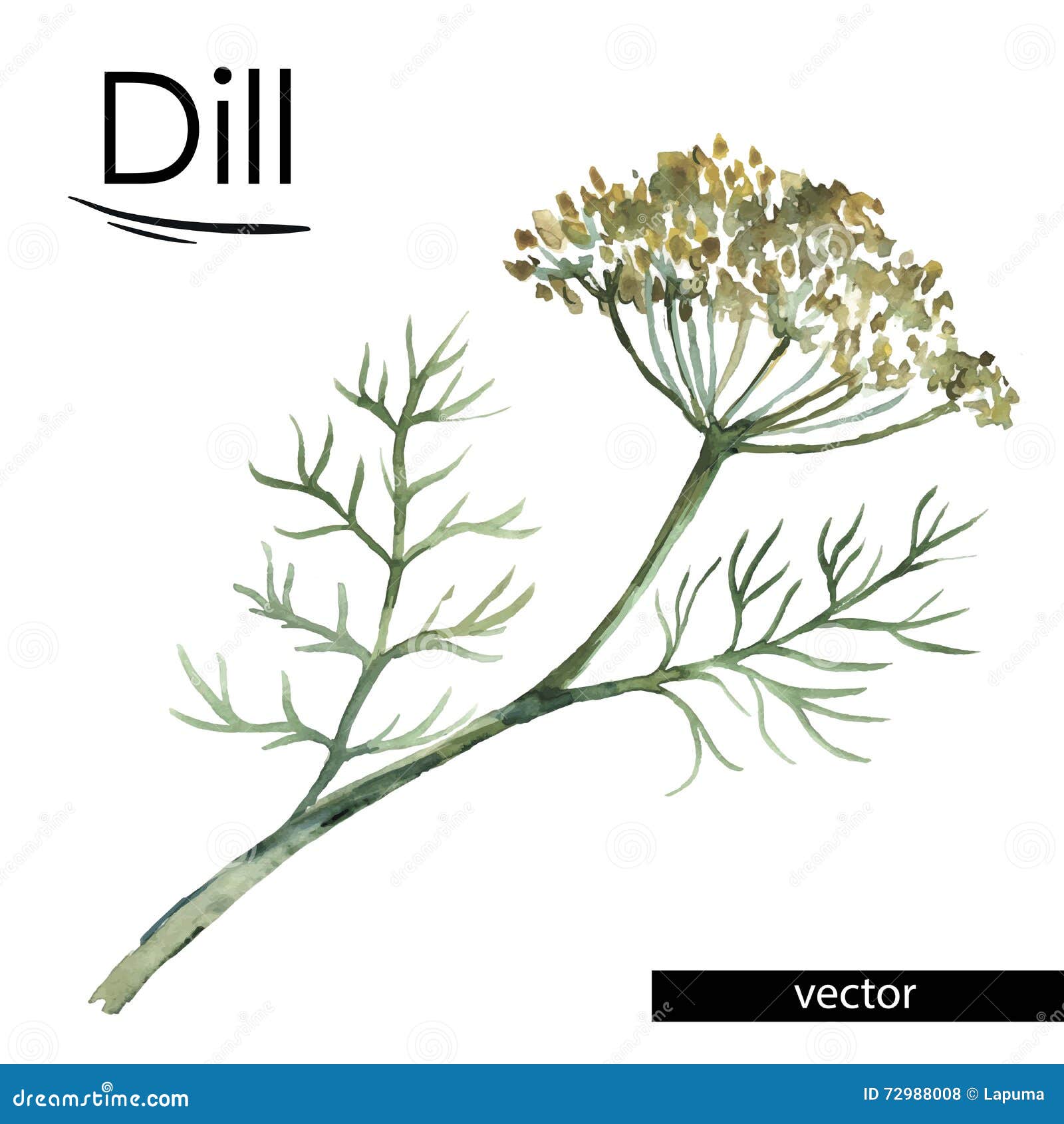 Dill Color Illustration Stock Vector Image 72988008