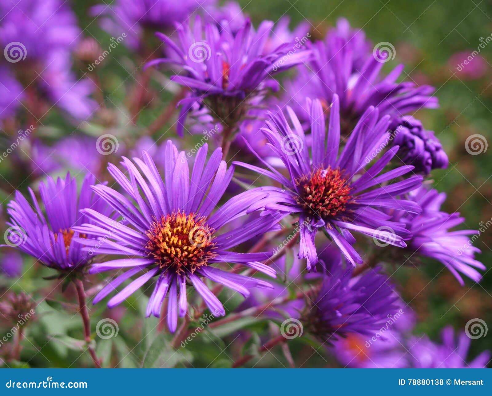 Dill daisy stock photo. Image of nature, petals, dill 78880138