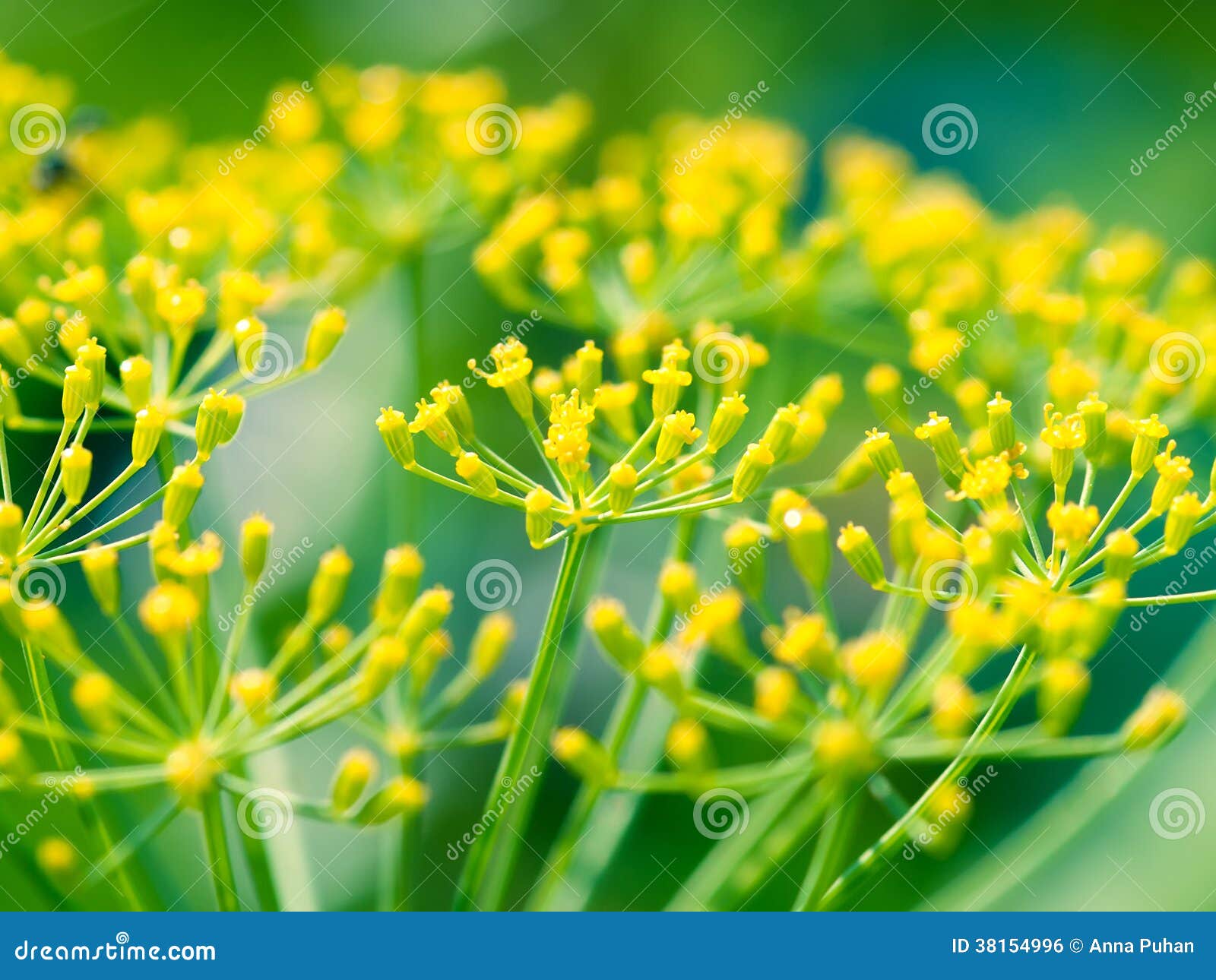 Dill (Fennel) flower stock photo. Image of leaves, nature 38154996