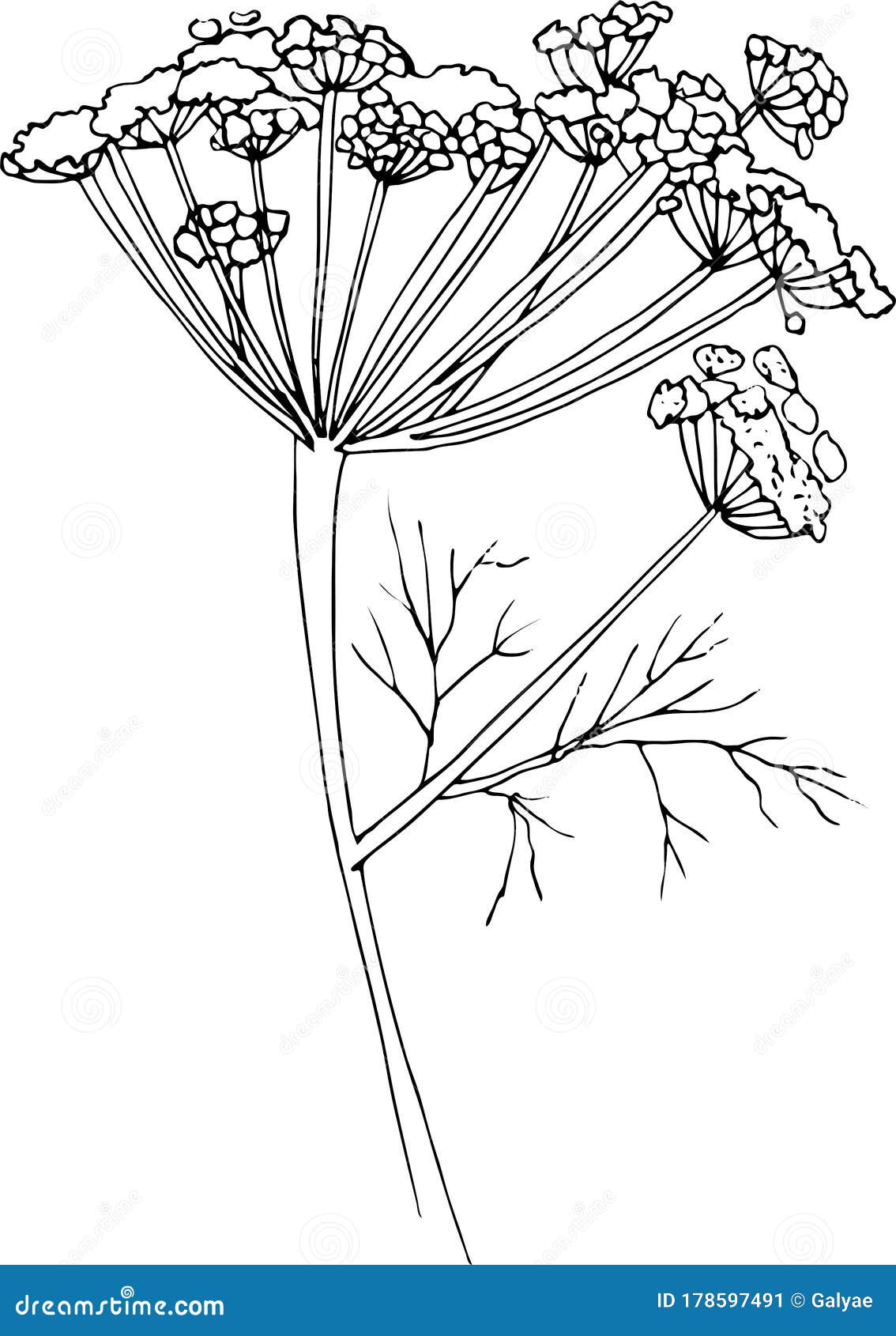 Dill, Fennel Plant. Growth Stages. Vector Illustration.